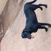 Labrador noir jeune affectueux et joueur thumb 2