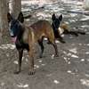 Couple Berger Malinois thumb 5