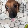 Rhodesian Ridgeback x malinois thumb 1