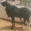 Vente Flash mouton Tabaski thumb 0