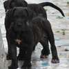 chiots boerboels thumb 4