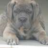 chiots cane corso thumb 4