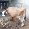 Femelle jersey gestente de 7mois thumb 2