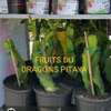 Fruits du dragon thumb 1