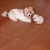 Bichon maltes thumb 8