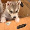 Husky de Siberie thumb 7