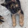 Berger Allemand chiot noir et feu thumb 8