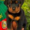 Chiot Rotweiller mâle et femelle thumb 0