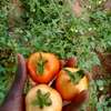 Champ Agricole à vendre à Keur Magueye Ndao thumb 0