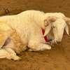 Mouton de tabaski de qualite thumb 5