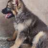 Berger Allemand chiot noir et feu vacciné joueur thumb 2