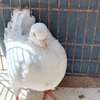 PIGEON TEXAN thumb 0