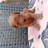Caniche thumb 6