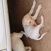 Labrador thumb 2