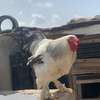 COQS ET POULES DE RACE (Bramane, Hermine) thumb 3