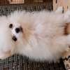Pomeranien thumb 7