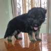 Chiot berger allemand pur thumb 0