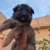Chiot métisse berger allemand thumb 0
