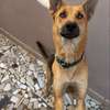 chienne berger allemand pure sang thumb 0