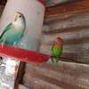 Perroquets jeunes adultes bleu vert rose sociables thumb 2