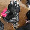 Poussins cochons cailloutés thumb 4