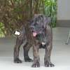 chiots boerboels thumb 1