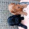 Caniche thumb 0