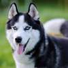 Chiot Husky Sibérien provenance BERLIN thumb 5