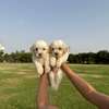 Bichon maltais thumb 1