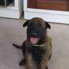 🐶 7 chiots mâles Malinois disponibles à la réservation 🐶 thumb 0