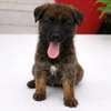 Berger malinois thumb 0