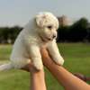Bichon maltais thumb 4