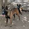 Mâle Berger Malinois thumb 2