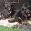 Chiot berger allemand pur thumb 4