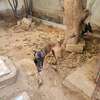 Berger belge malinois thumb 1