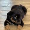 Chiot Rottweiler à vendre thumb 4