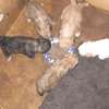 Chiots jeunes mâles et femelles pleins d'énergie thumb 1