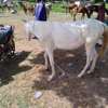 Cheval Mbëy albinos thumb 1
