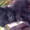 Pomeranien thumb 1