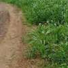 Terrain d’angle agricole ou habitation thumb 3