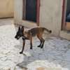 Berger malinois thumb 0