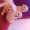 Bichon havanais pur race très blanc thumb 3