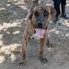 Femelle Presa Canario thumb 2