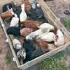 Vente poussins goliath et œufs féconds thumb 2