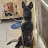 Chiots malinois purs sang thumb 0