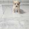 À VENDRE – PETIT BICHON MALTAIS FEMELLE thumb 0