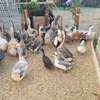 Oiseaux thumb 6