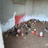 Poussins et œufs fertiles poulet goliath thumb 6