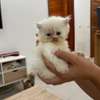 Chaton persan thumb 2