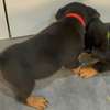 VENTE DE COUPLE CHIOTS ROTTWEILER thumb 2